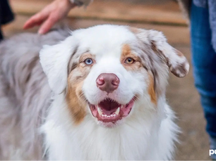 dog staring at you