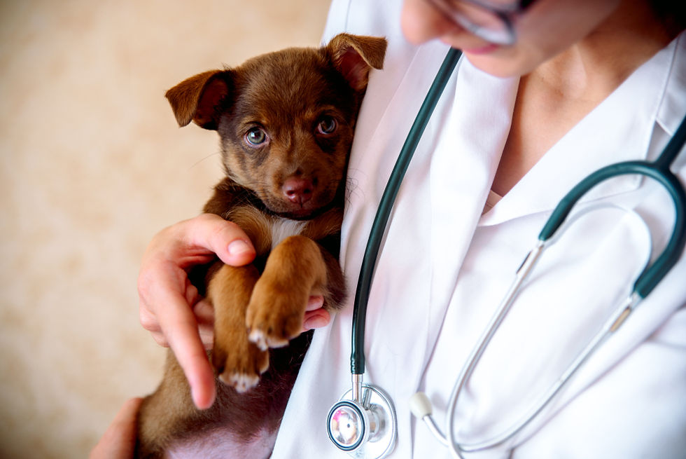 Vet in white coat holding a small brown puppy. A stethoscope hangs around the vet's neck. The setting is bright and warm.