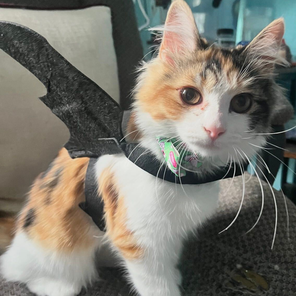 Calico cat in a black bat costume sits on a chair indoors, looking alert with wide eyes.