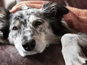 dog looking sick on a bed with distemper