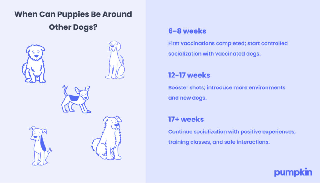 When can puppies be around other dogs? 6 to 8 weeks first vaccinations completed; start controlled socialization with vaccinated dogs. 12 to 17 weeks booster shots; introduce more environments and new dogs. 17+ weeks continue socialization with positive experiences, training classes, and safe interactions.