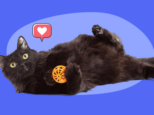 22 Best Names For Black Cats