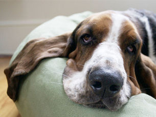 18 of Our Favorite Low-Maintenance Dog Breeds