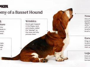 Basset Hound anatomy diagram with information on: large dog short stature, wrinkles, nose, ears, legs, flag or tail. Brown and white fur. Text describes features and functions.