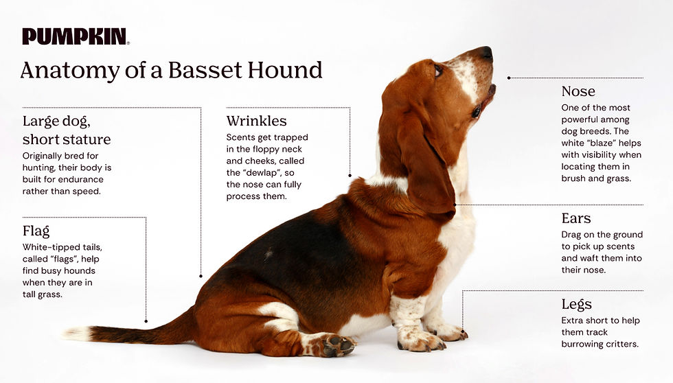 Basset Hound Facts: The Plodding Tracker
