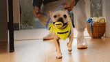 Referral-Hero-frenchie-L.png