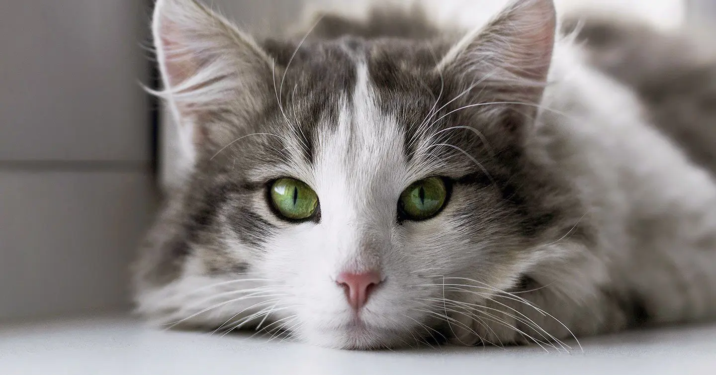 Cat Eye Infections Common Reasons Symptoms And Treatment