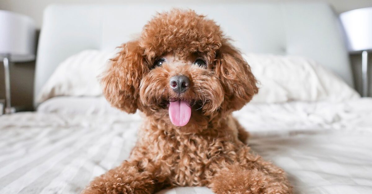 The 22 Best Hypoallergenic Dogs for Allergy Sufferers - Pumpkin® The 22 Best Hypoallergenic Dogs for Allergy Sufferers - Pumpkin®