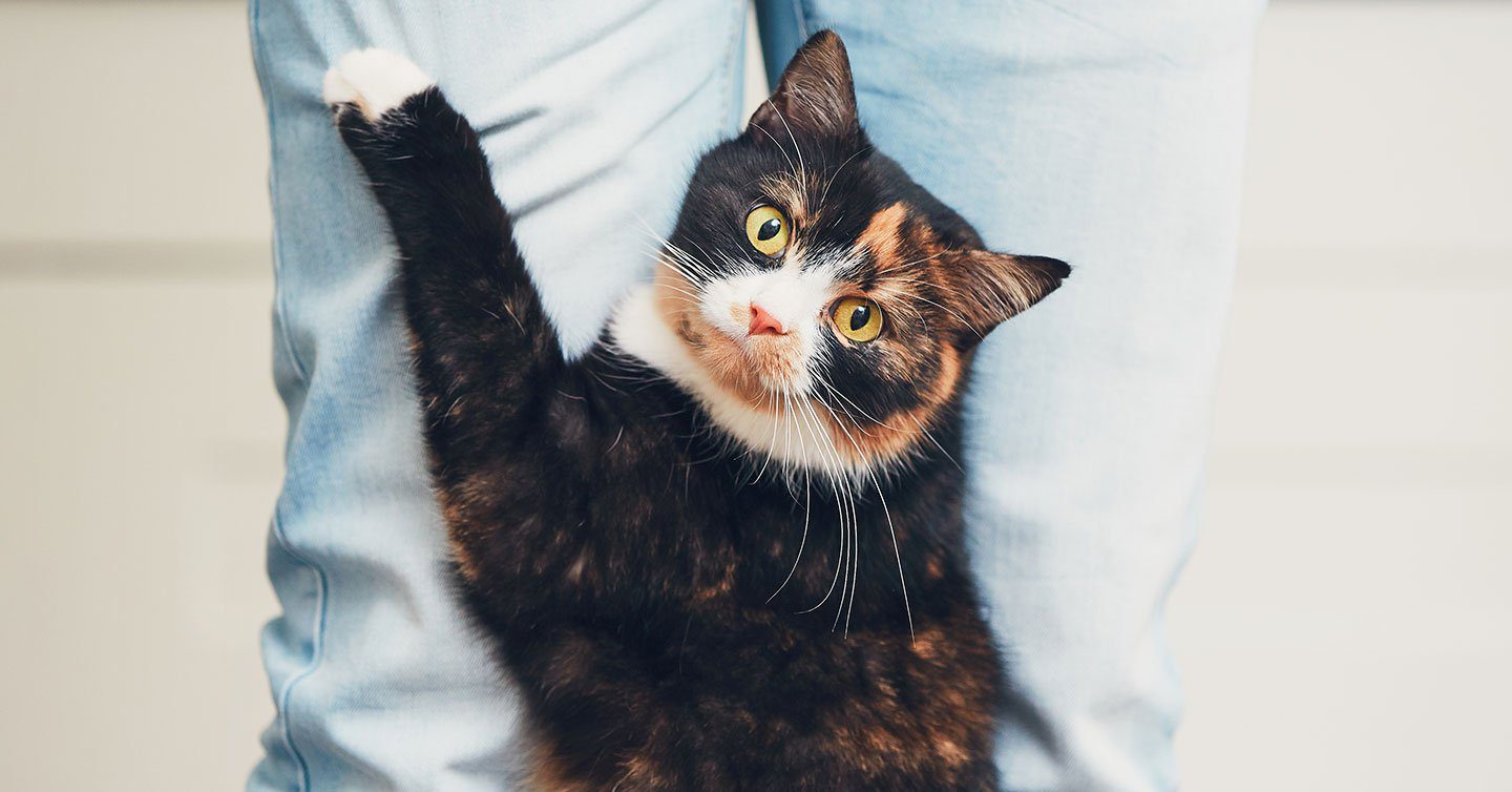8 Ways Cats Show They Love You - Pumpkin®