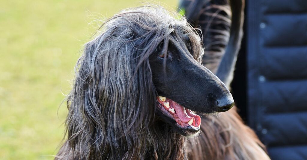 afghan-hound-panting_hypoallergenic-dogs