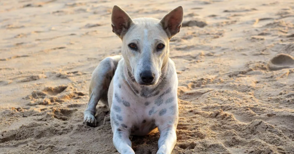 american-hairless-terrier_hypoallergenic-dogs