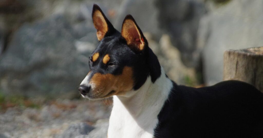 basenji-dog_hypoallergenic-dogs