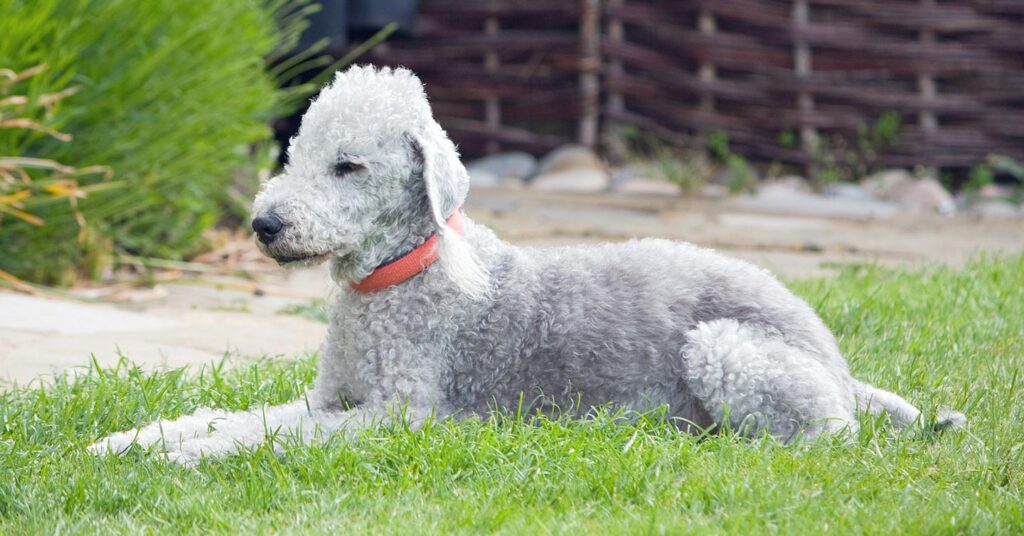 bedlington-terrier_hypoallergenic-dogs