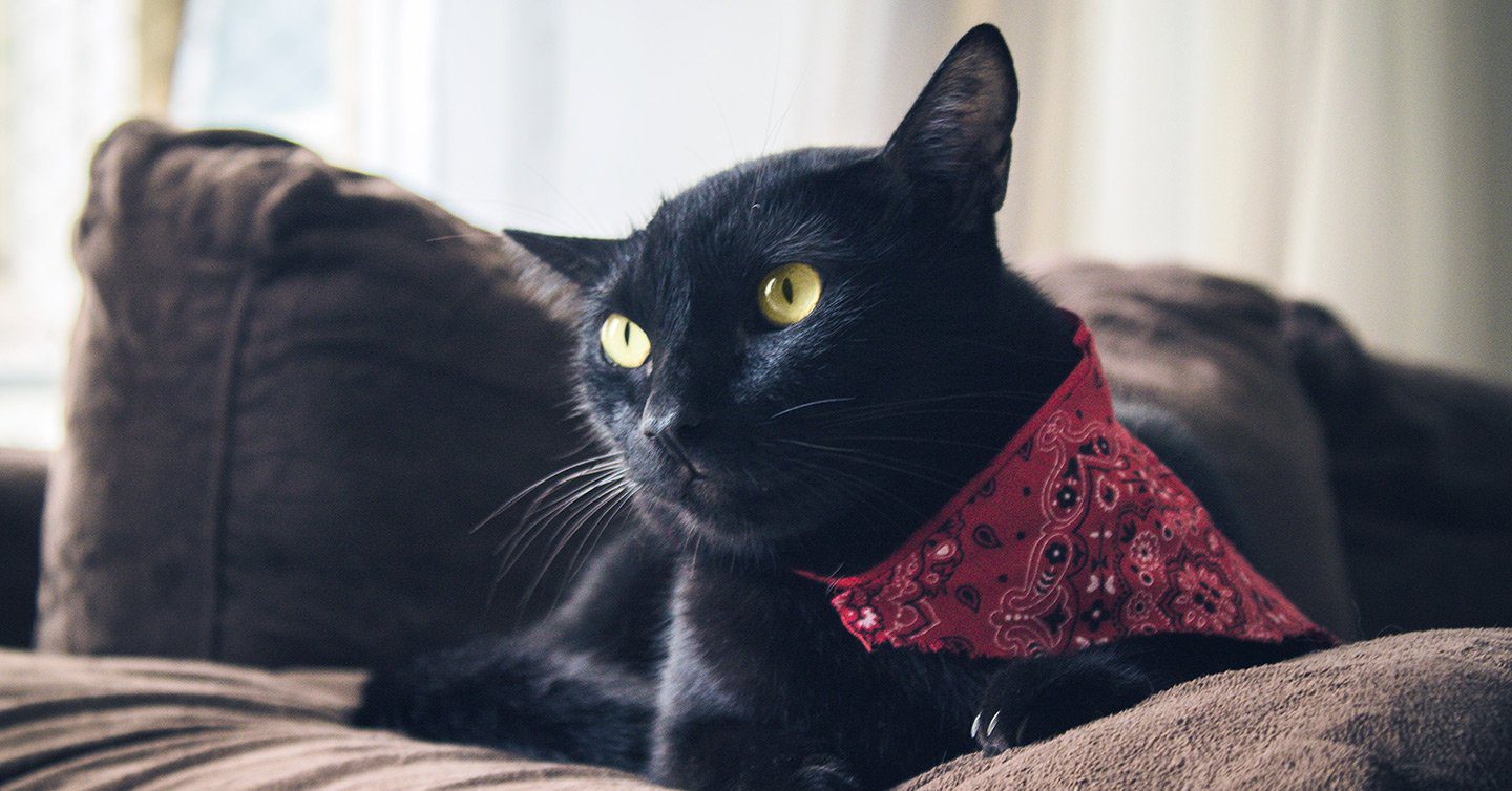 5 Fascinating Facts About Black Cats - Pumpkin®