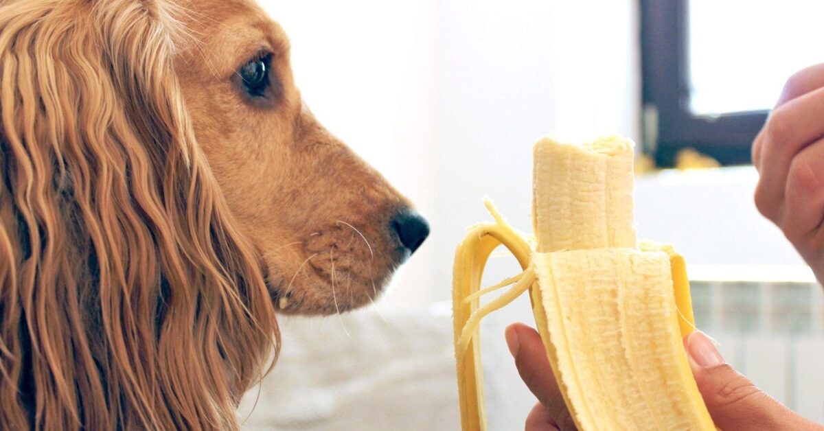 do banana peels make dogs sick