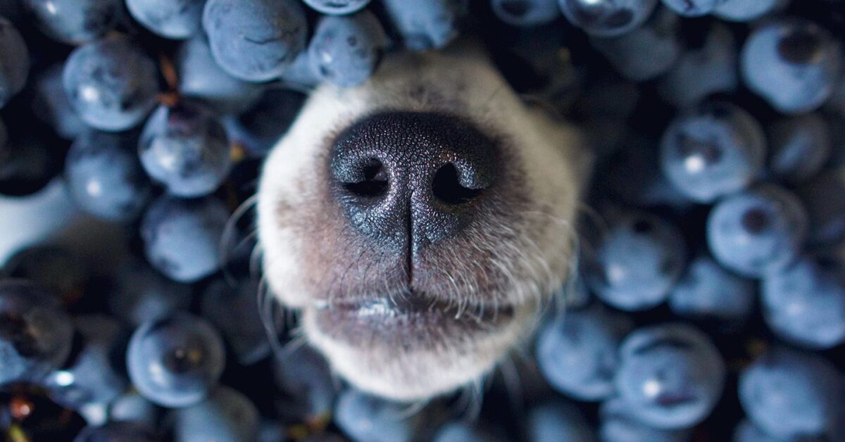 can dogs eat whole blueberries