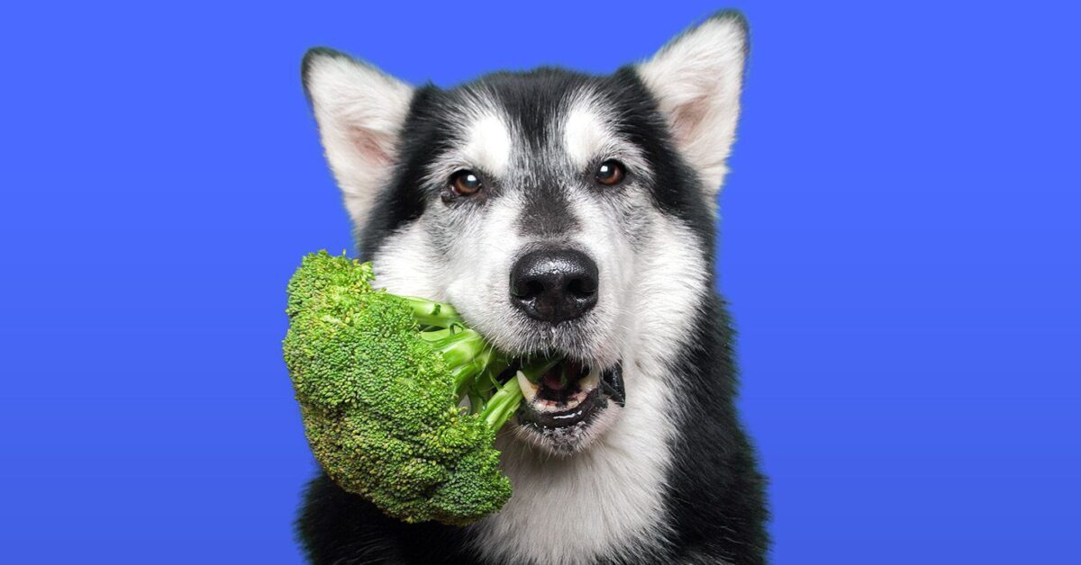 can dogs eat broccoli or cauliflower