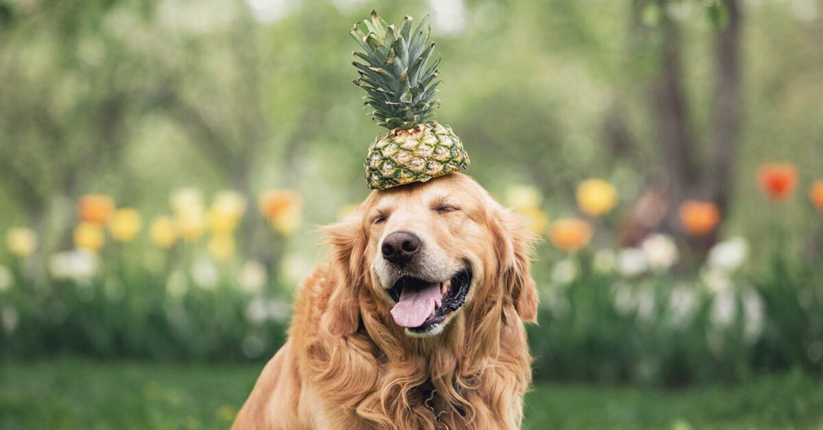 a silly golden retriever with its eyes closed wearing a pineapple as a hat