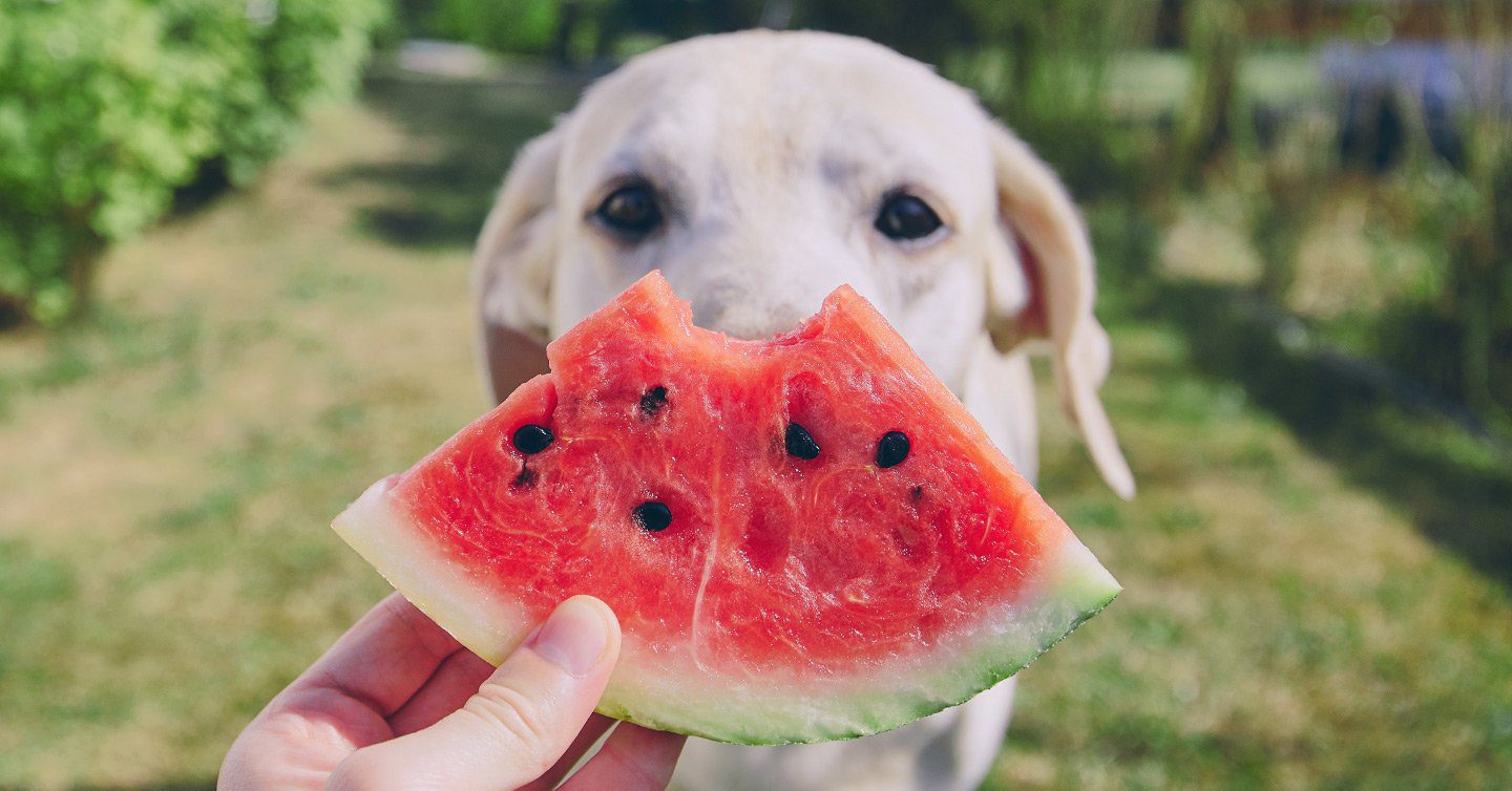 can my dog eat watermelon