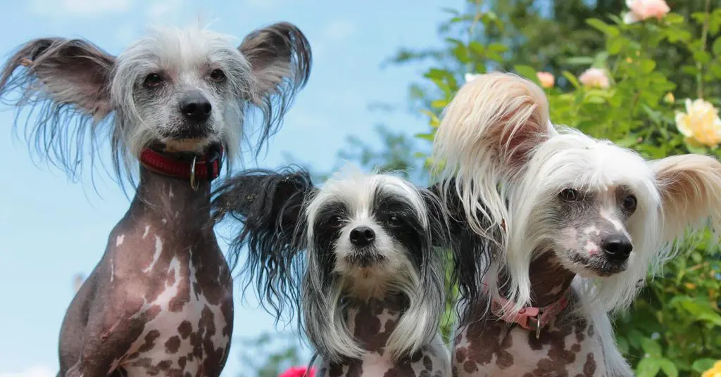 three-chinese-crested-dogs_hypoallergenic-dogs