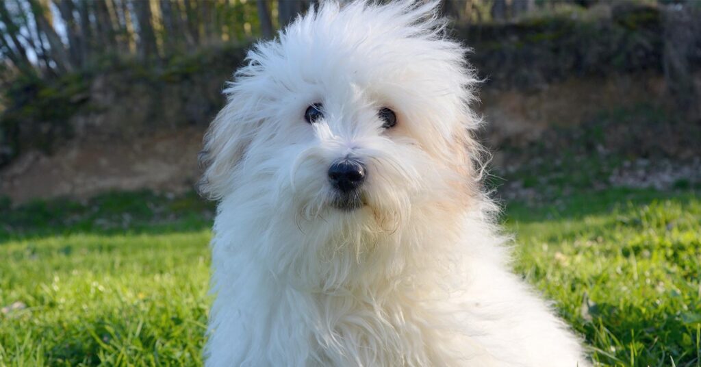coton-de-tulear_hypoallergenic-dogs