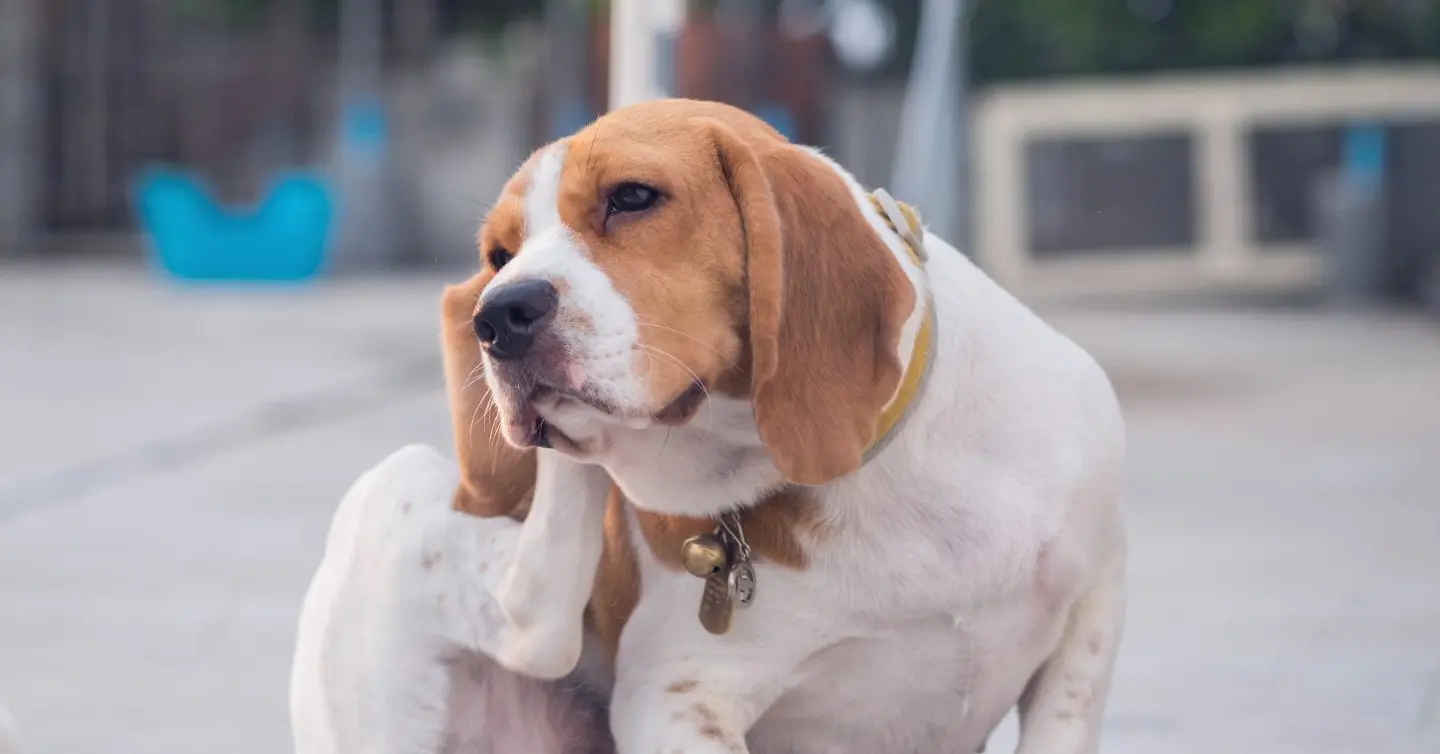 can dogs lose their hearing from an ear infection