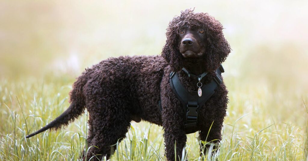 irish-water-spaniel_hypoallergenic-dogs