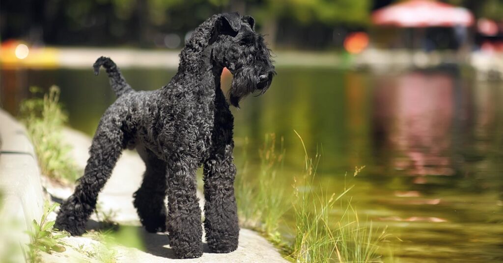kerry-blue-terrier_hypoallergenic-dogs