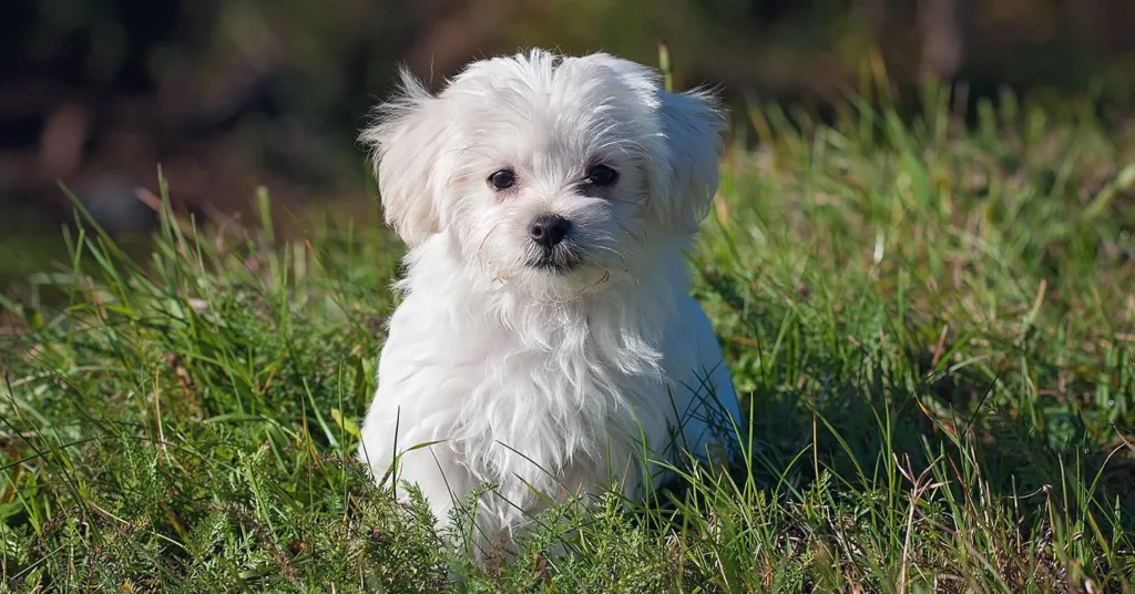 maltese-sitting-in-grass_hypoallergenic-dogs