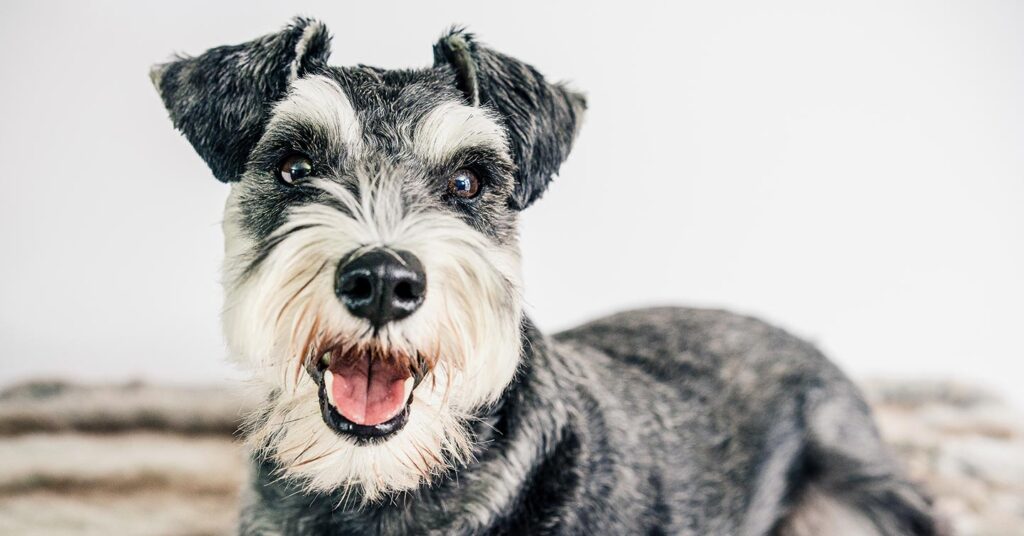 miniature-schnauzer_hypoallergenic-dogs