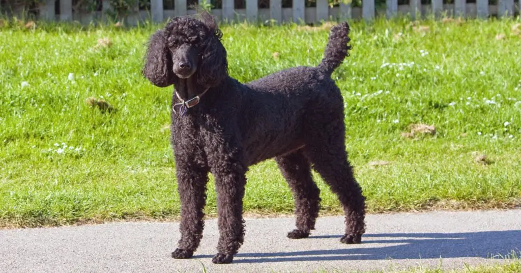 poodle_hypoallergenic-dogs