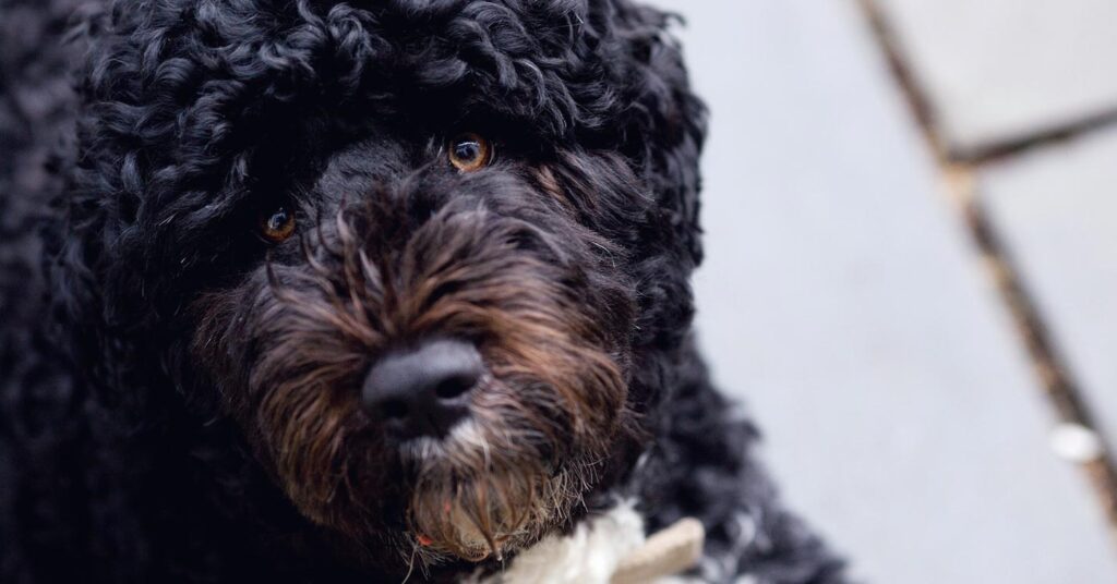 portuguese-water-dog_hypoallergenic-dogs