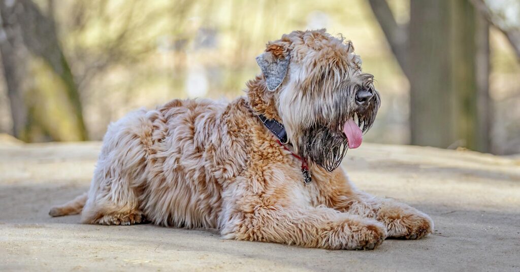 soft-coated-wheaten-terrier_hypoallergenic-dogs