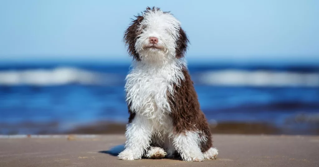 spanish-water-dog_hypoallergenic-dogs