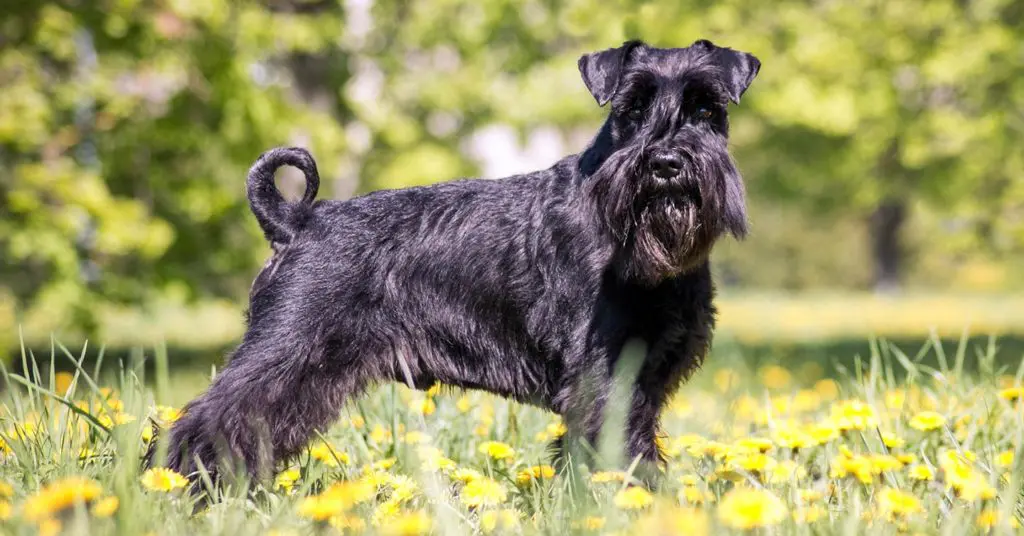 standard-schnauzer_hypoallergenic-dogs