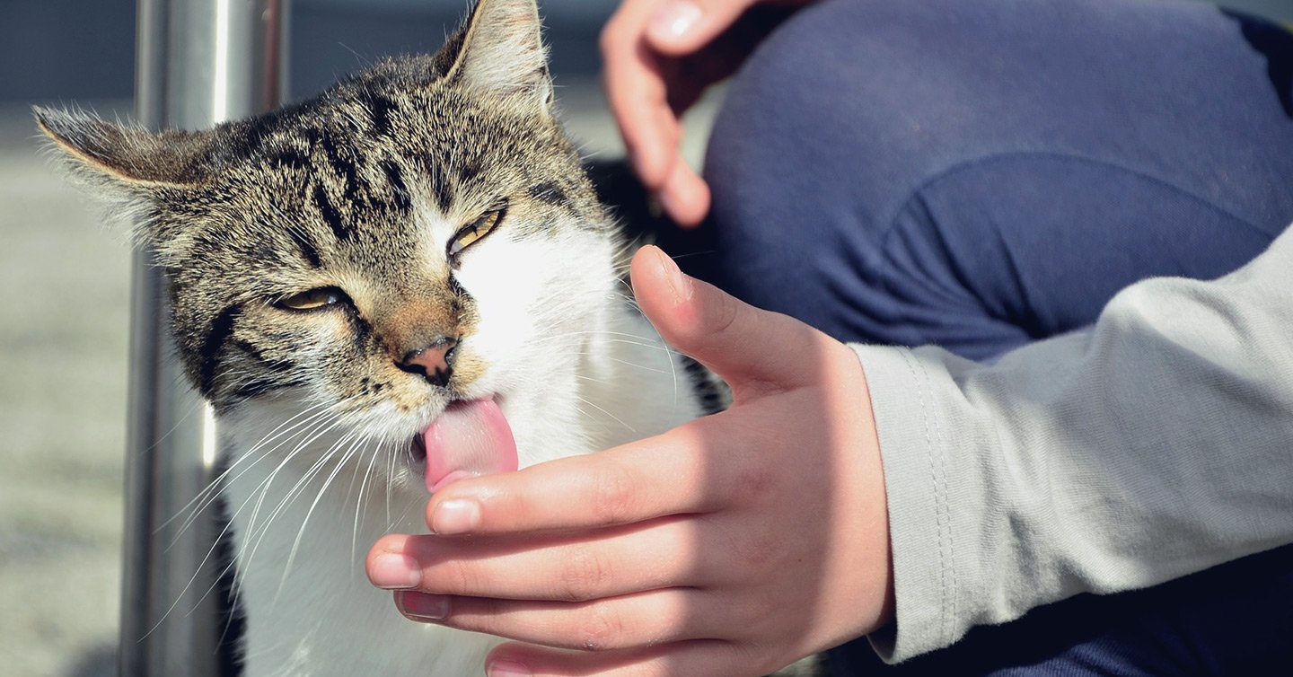 Cat Licking