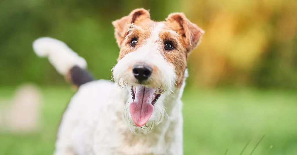 wire-fox-terrier_hypoallergenic-dogs