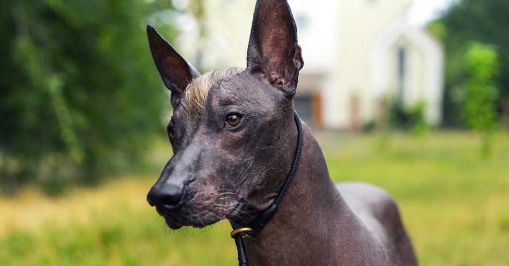 xoloitzcuintli_hypoallergenic-dogs