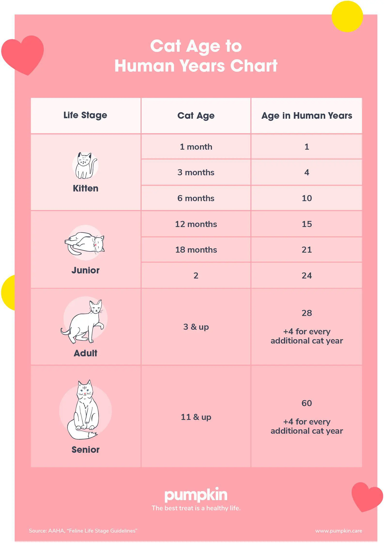 Cat Age Chart: How Old Is Your Cat In Human Years? - Pumpkin®