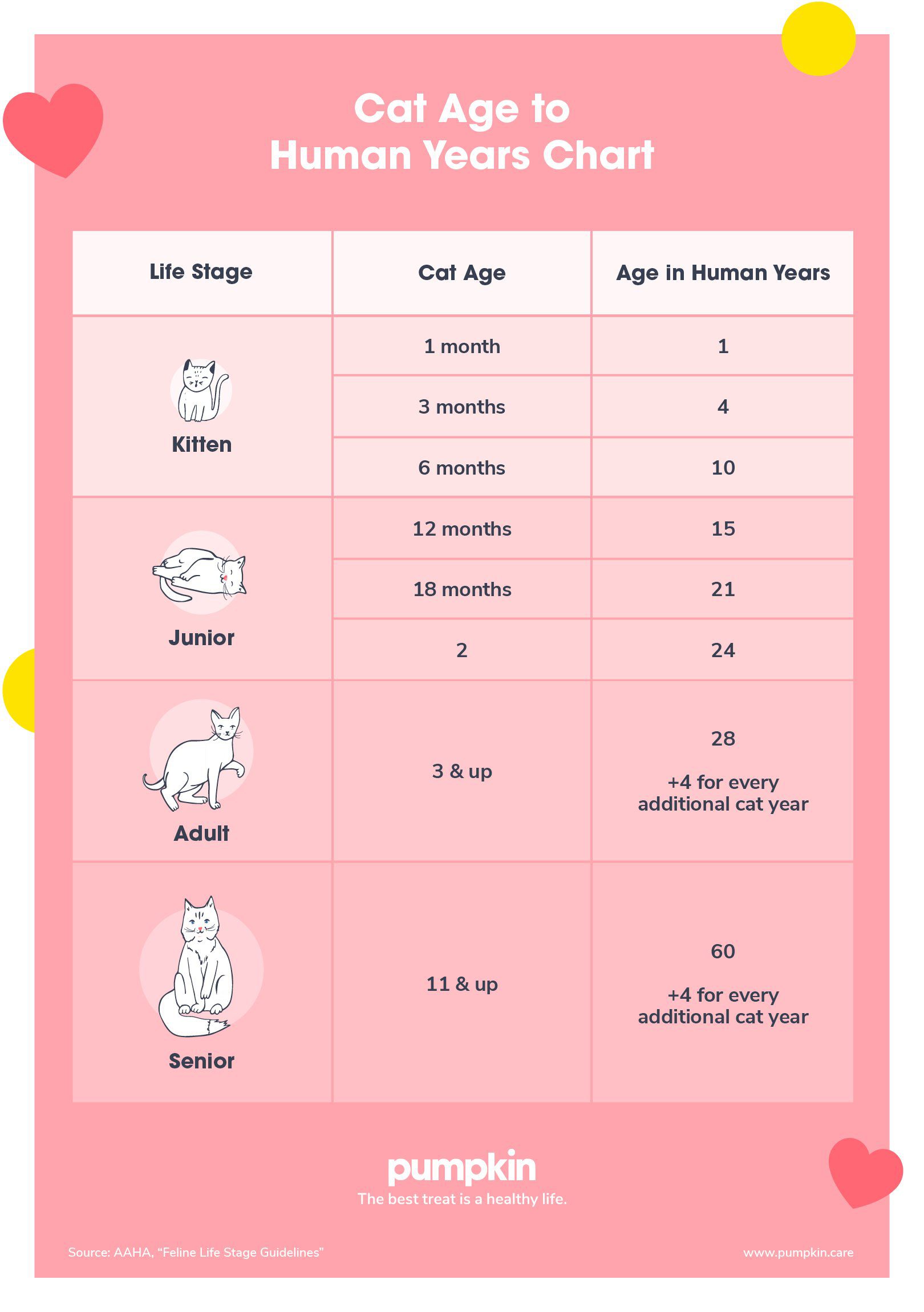 Cat Age Chart How Old Is Your Cat In Human Years? Pumpkin®