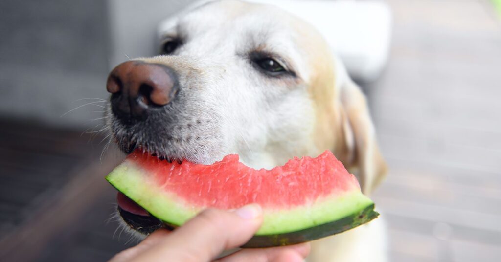 Are the white seeds in watermelon bad for dogs?