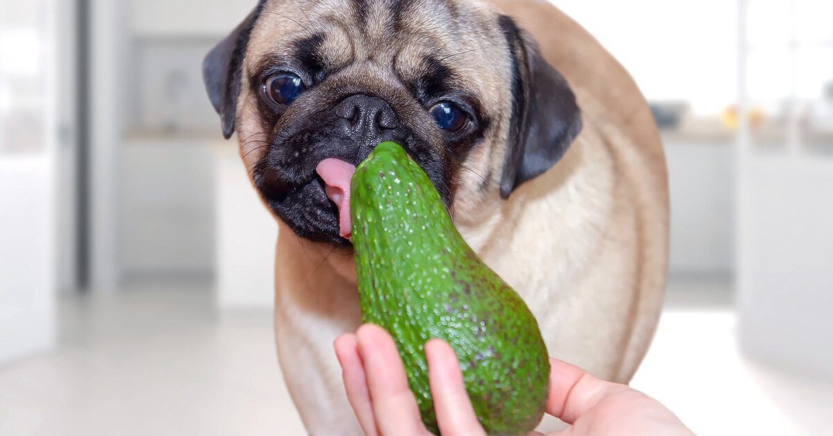 are avocados poisonous to dogs