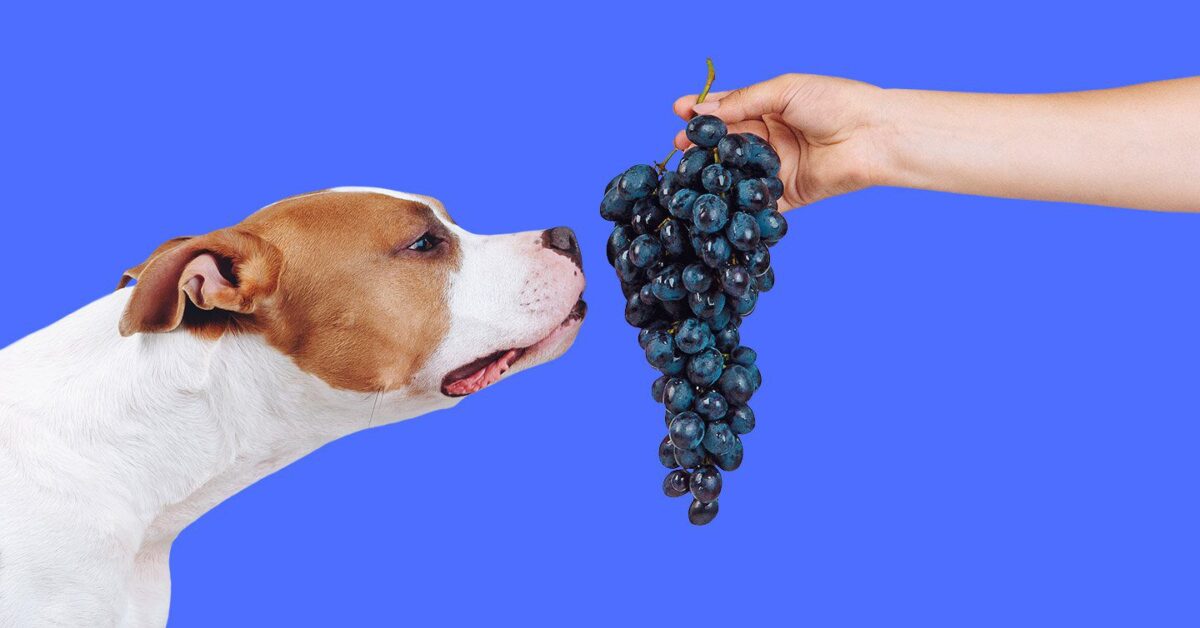 Can Dogs Eat Grapes? The Evidence Screams A Loud No! - Pumpkin®