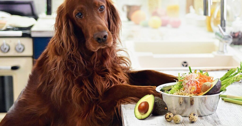 can you give your dog avocado