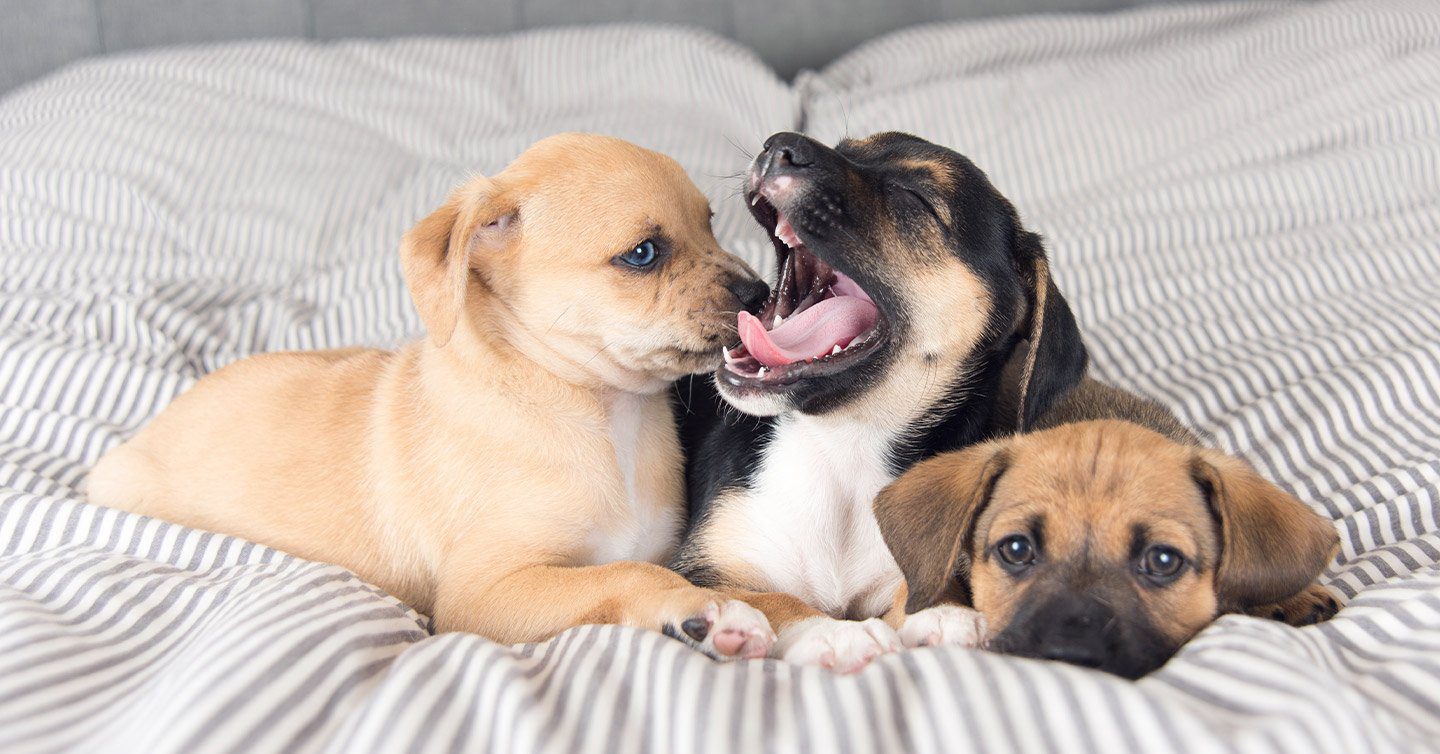 New Puppy Supplies: What You'll Need When You Bring Them Home