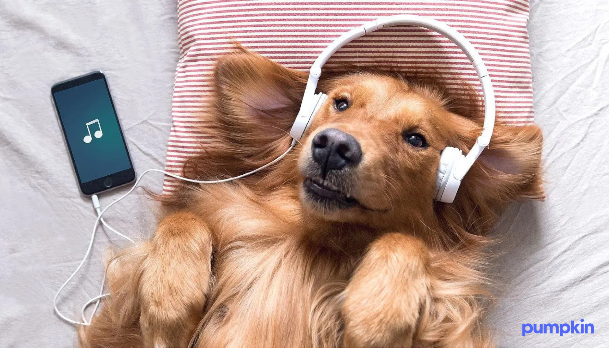 Dog listening to music with headphones