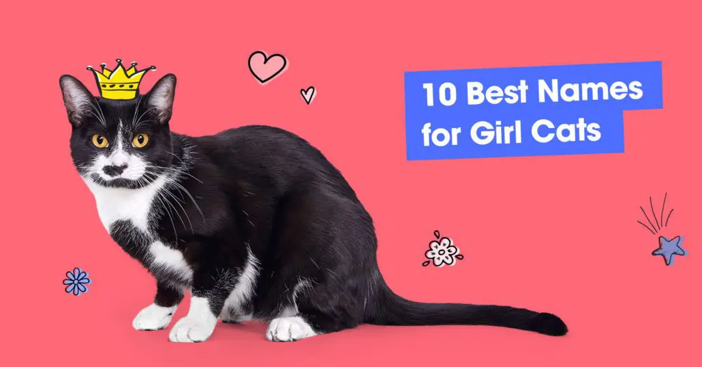 image of cat with illustrated crown and text that reads '10 best names for girl cats'