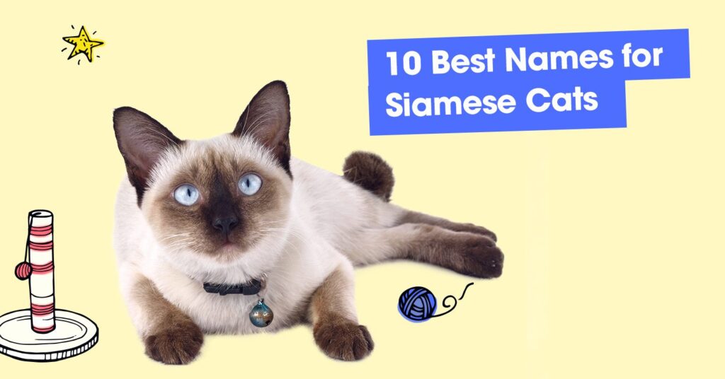 graphic with text that reads '10 best names for siamese cats'
