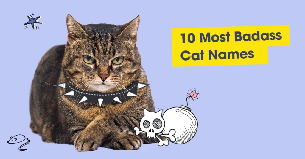 graphic with text that reads '10 most badass cat names'