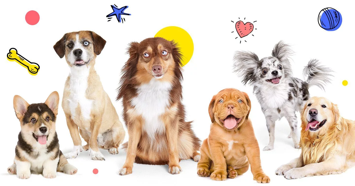Fruity 🌹  Cute baby dogs, Cute animal photos, Cute dogs